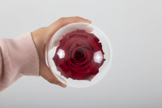 Rosa preservada roja