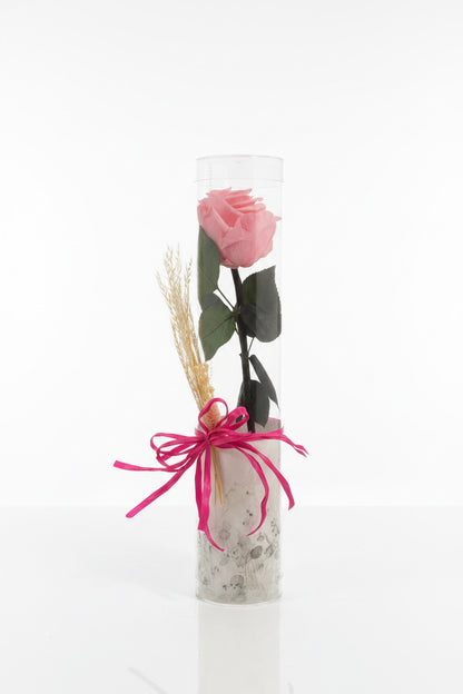 Rosa Preservada Rosada