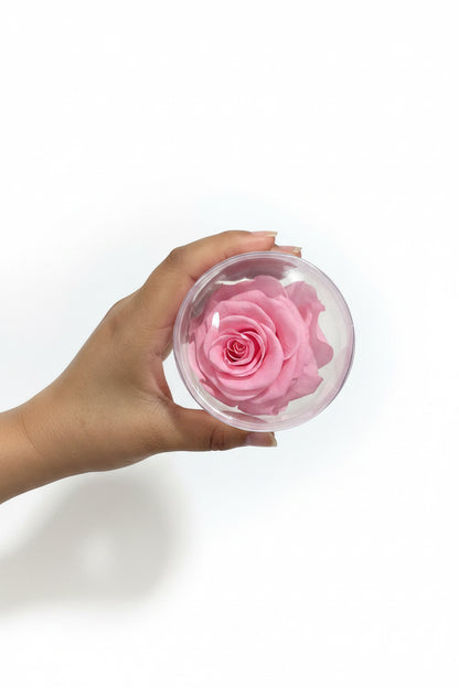 Rosa Preservada Rosada